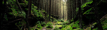 Saxon Switzerland National Park, Nature's wonderland, Pristine forest, Naturescape HD wallpaper