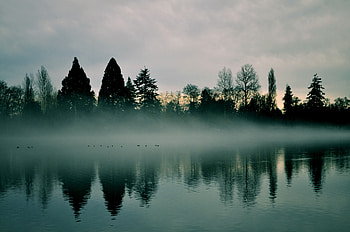 Nature, Rivers, Trees, Reflection, Fog HD wallpaper