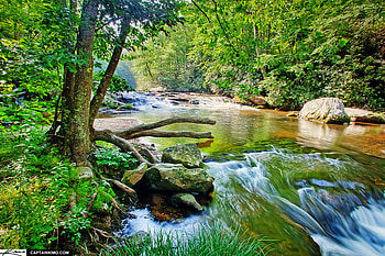 North Carolina Creek, creek, branches, trees, north carolina, nature, grass, rocks HD wallpaper