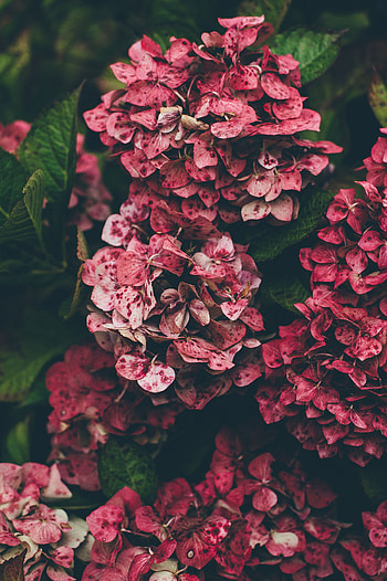 Flowers, Pink, Hydrangea HD phone wallpaper