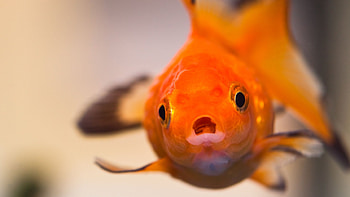 Goldfish, , High-definition, Aquatic beauty HD wallpaper