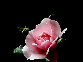 Pink rose, rose, pink, black, flower HD wallpaper