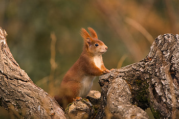Animal, squirrel HD wallpaper