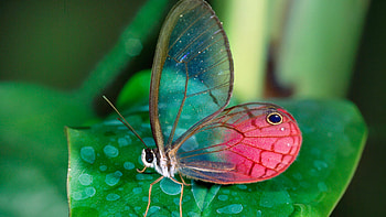 Beautiful Glasswing Butterfly On Green Leaf Butterfly HD wallpaper