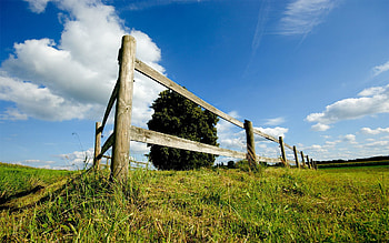 Nature, Summer, Wood, Tree, Fence, Planks, Board HD wallpaper
