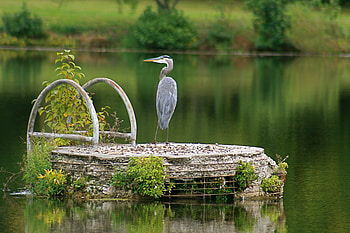 Blue heron, river, bird, green, nature, water HD wallpaper