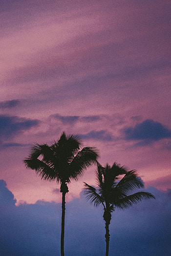 Nature, Trees, Sky, Clouds, Palms HD phone wallpaper