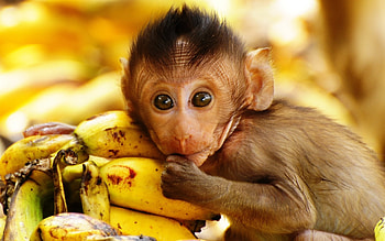 Awesome Monkey Art, PC Background, Monkey Mania, Visual Delight HD wallpaper