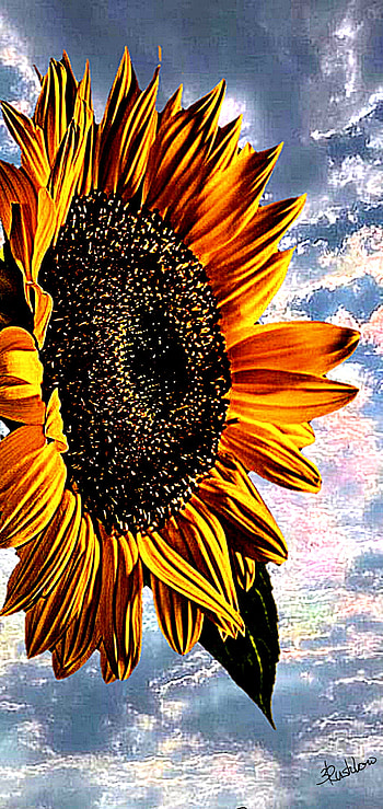 Sunflower, sky, art HD phone wallpaper
