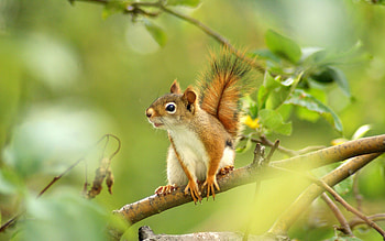 Squirrel, , Background , Wildlife HD wallpaper