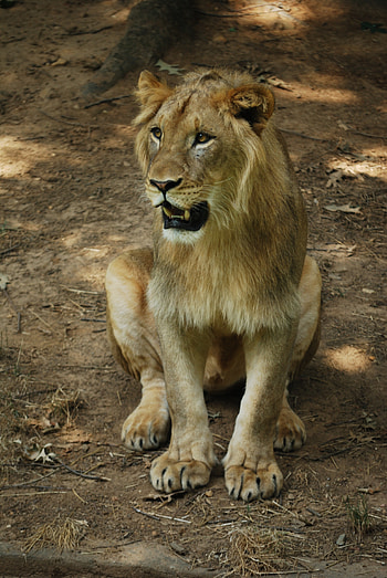 Animals, Lion, Predator, Fangs, Mane HD phone wallpaper