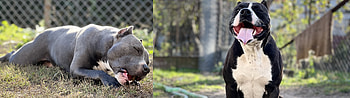 Dogs HD wallpaper