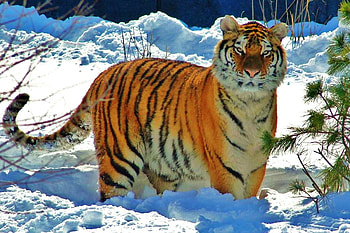 Snow tiger, tiger, hunter, strong, striped, orange black and white, tree, powerful HD wallpaper