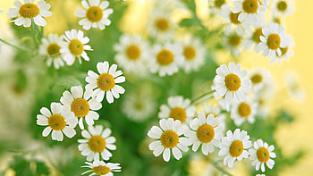 Flowers, Camomile, Plant, Petals HD wallpaper