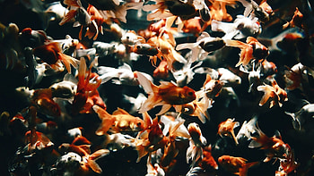 Goldfish, , High-definition, Aquatic beauty HD wallpaper