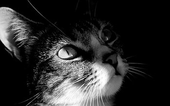 Animals, Cats HD wallpaper