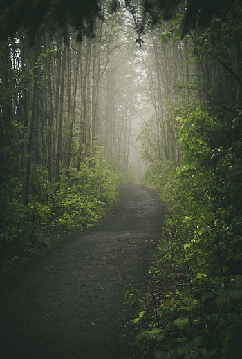 Nature, Trees, Road, Forest, Fog, Path HD phone wallpaper