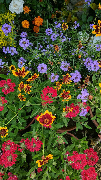 Spring Flowers, spring, earth, nature, flower HD phone wallpaper