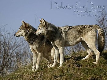 dakota and duma stalking their prey, duma, dakota, wolves, pery HD wallpaper