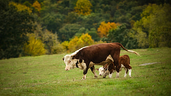 cow , High-definition visual experience, Perfect for personalization, Beautiful farm animal HD wallpaper