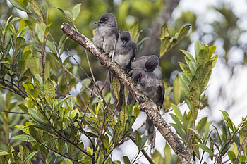 Animals, Birds, Leaves, Branches, Long-Tailed Sibia, Shivia Long-Tailed HD wallpaper