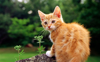 Animals, Grass, Kitty, Kitten, Striped, Look Around, Look Back HD wallpaper