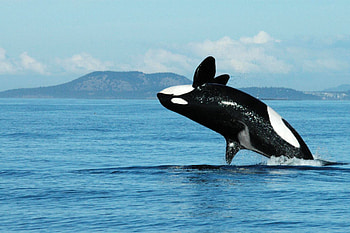 Killer Whale, whale, mammal, ocean, killer HD wallpaper