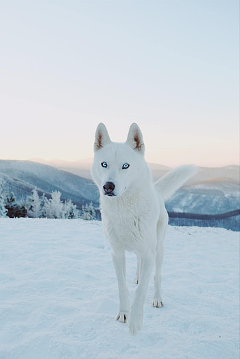 Animals, Snow, Dog, Husky HD phone wallpaper