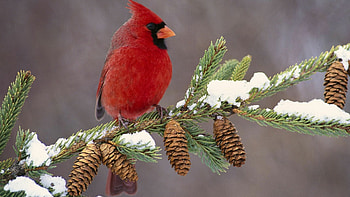 Winter bird beauty, Frosty landscapes, Snowy portraits, Seasonal charm HD wallpaper