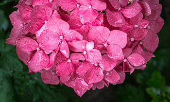 Flowers, Pink, Drops, Petals HD wallpaper