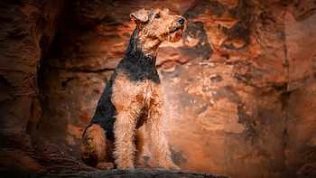 Airedale, animal, dog, pose HD wallpaper