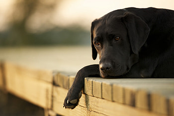 Animals, To Lie Down, Lie, Dog, Sadness, Labrador, Sorrow HD wallpaper