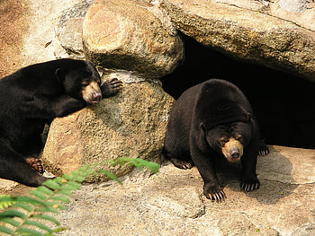 sun bears, at the zoo, male, female HD wallpaper