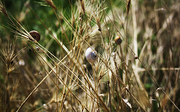 Grass, Summer, Snails, Macro, Crawl, Fluff, Fuzz HD wallpaper