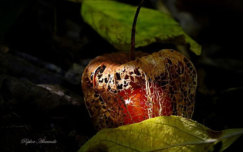 Golden cage, golden, graphy, fall, , fruits, gold, summer, leaves, abstract, close-up, autumn, apple, leaf, , harvest, macro HD wallpaper