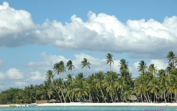Landscape, Sky, Palms HD wallpaper