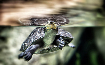 Animals, Water, To Swim, Swim, Carapace, Shell, Turtle HD wallpaper
