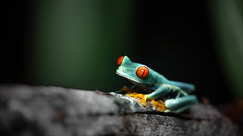 70 frog , Stunning visuals, High-quality resolution, Frog-themed collection HD wallpaper