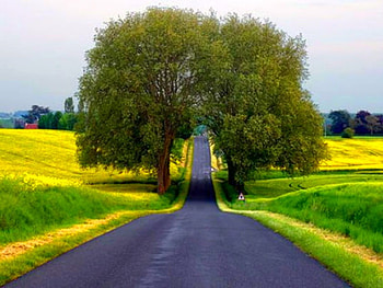 Road Through Trees, cool, road, through trees HD wallpaper