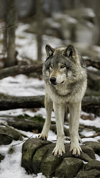 Wolf, Wild, Animal HD phone wallpaper
