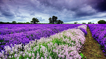 Nature, Flowers, Summer, Field, Dahl, Distance HD wallpaper