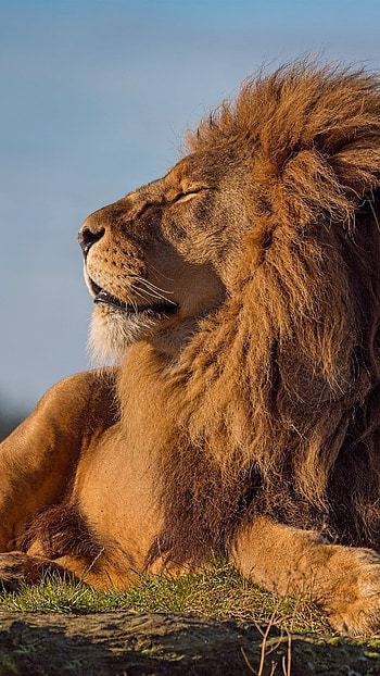 Lion , King, Lion Animal HD phone wallpaper