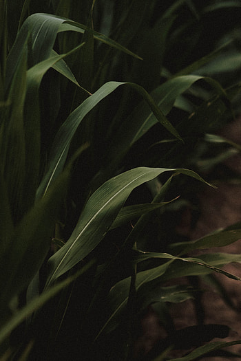 Plants, Grass, Macro HD phone wallpaper