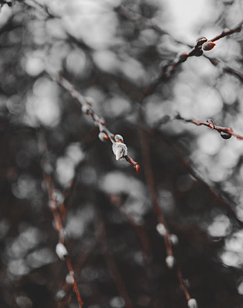 Macro, Branches, Spring, Kidney, Kidneys HD phone wallpaper