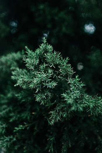 Bush, Plant, Macro, Branch, Needles HD phone wallpaper