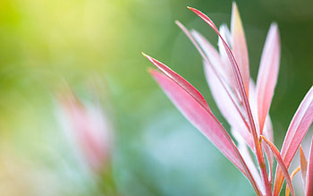 Flowers, Grass, Pink, Macro, Glare HD wallpaper