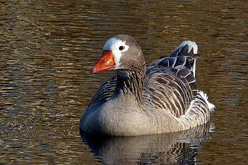 Pilgrim goose, Bird graphy, , High-resolution HD wallpaper