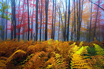 Autumn Forest, Fall, branches, trees, Autumn, ferns, forest HD wallpaper