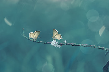 Butterflies, butterfly, macro, blue, fluture, nature, insect HD wallpaper