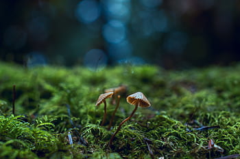 Artistic shot of mushrooms growing amidst green moss, highlighting nature's delicate beauty. HD wallpaper